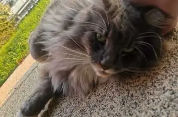 Chat Maine Coon trouvé, câlin, poil noué, Laxou - photo