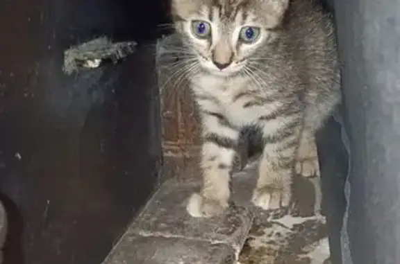 Chaton trouvé à Roanne, non pucé ni tatoué - photo