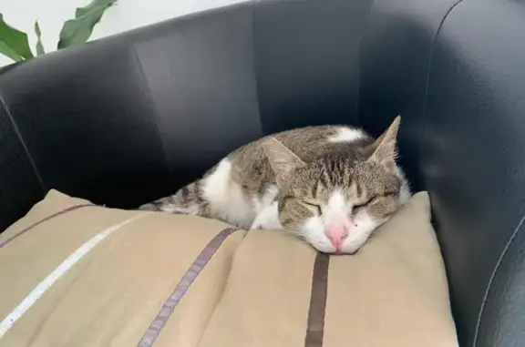 Animaux perdus Marseille Bompard, photo: Chatte tigrée perdue à Marseille