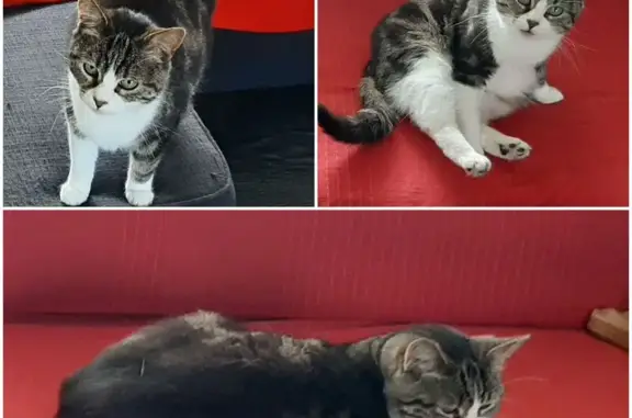 Animaux perdus Calais, photo: Chat perdu : tigrée dodue, boulevard Curie
