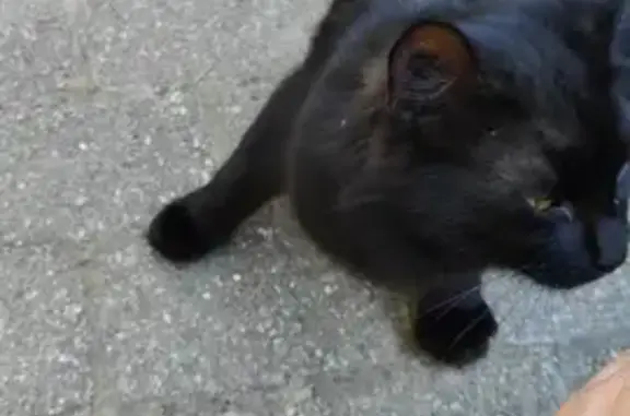 Jeune chat affamé trouvé à Bron - photo