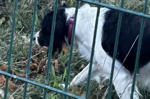 Chien trouvé Niort, photo: Chien noir et blanc trouvé à Niort
