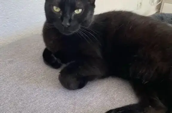 Chat perdu, Mandelieu-la-Napoule, photo: Chatte noire Ruby disparue à Mandelieu
