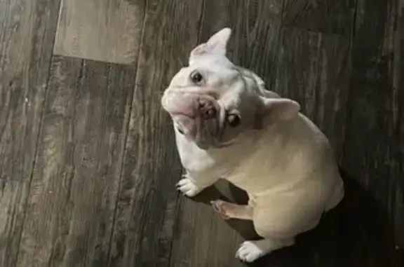 Lost White French Bulldog - Pink Collar, GA