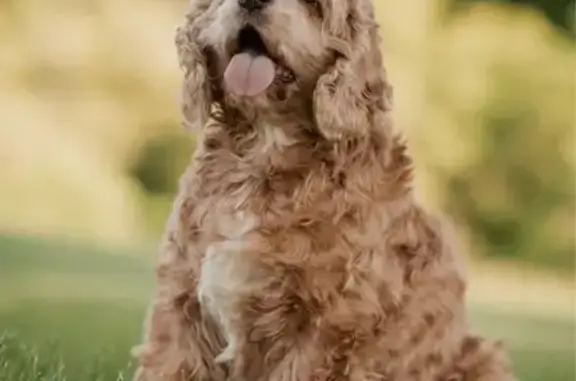 Lost: Light Brown Cocker Spaniel on Center St