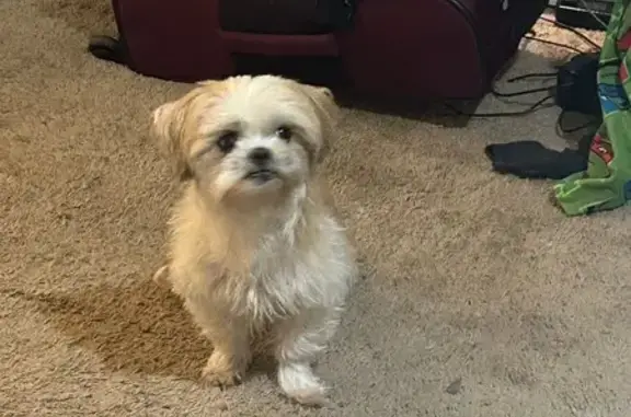 Missing Dog: Help Find Bambam in Goodyear