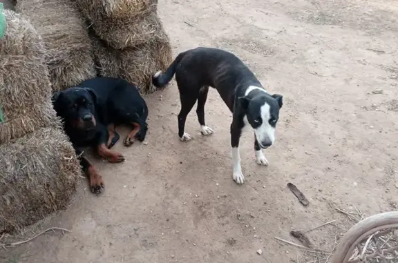 Hembras Perdidas: Rottweiler y Podenca en Santa Pola