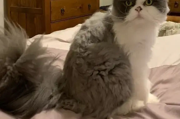 Missing Gray & White Persian Cat in Portland