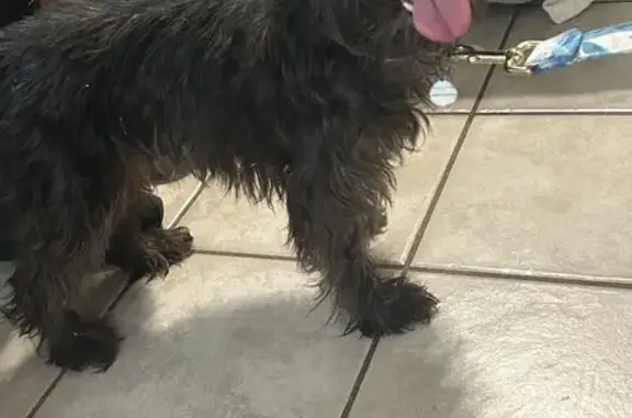 Found Female Mini Schnauzer on East Osborn Rd