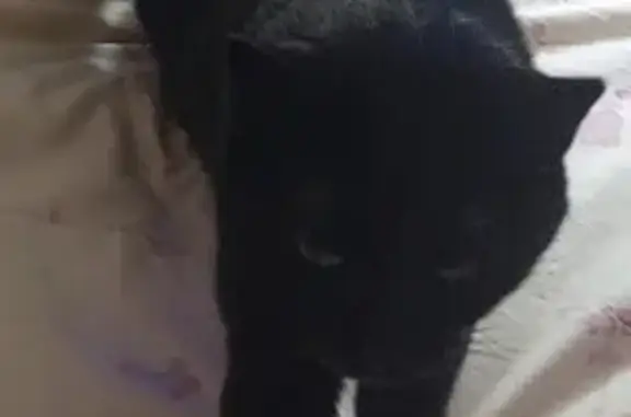 Chat perdu : Ébène, femelle noire, très craintive - photo