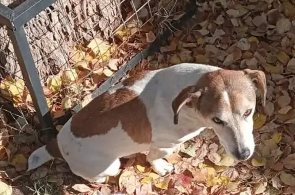 Lost Jack Russell: White with Brown Patches