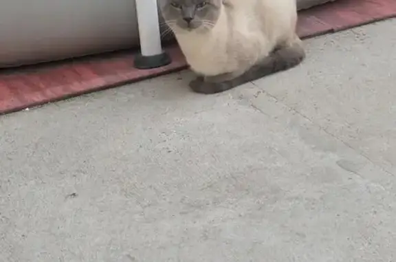 Chat mâle gentil trouvé rue Marc Sangnier - photo