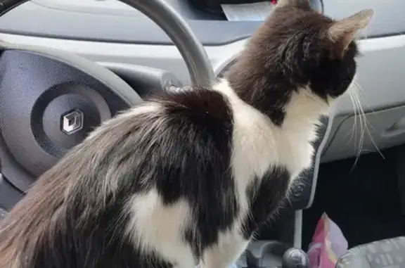 Chat trouvé Landivisiau, photo: Chat noir et blanc trouvé à Landivisiau