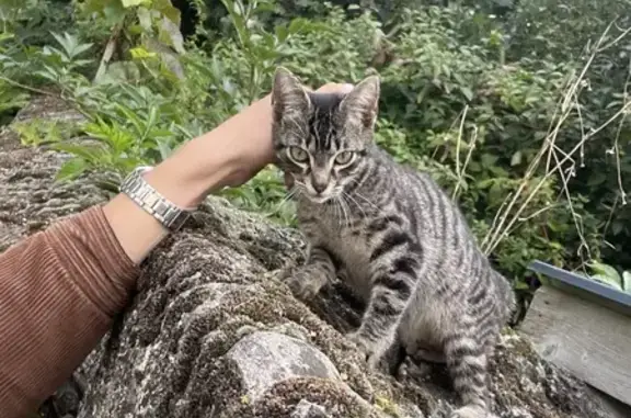 Chaton tigré trouvé à Laloubère - photo