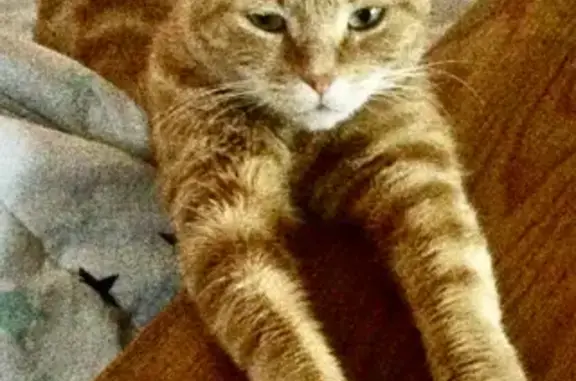 Chat perdu, Saint-Amant-de-Boixe, photo: Chatte rousse Caramelle disparue à Saint-Amant
