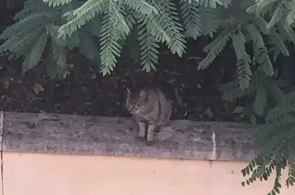 Urgent: 5 chats errants à Jonzac, aide SVP - photo