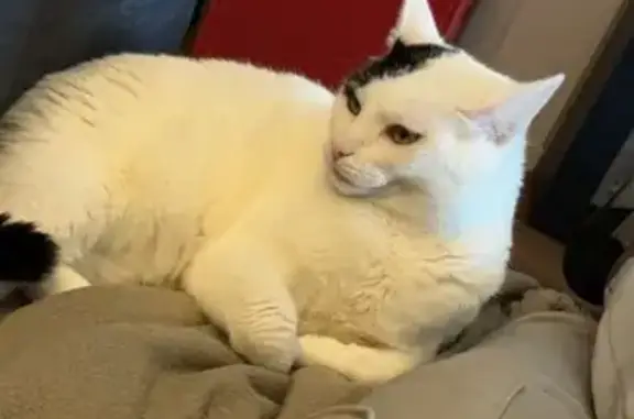Animaux perdus Le Ban-Saint-Martin, photo: Chat mâle blanc tacheté perdu à Le Ban-Saint-Martin
