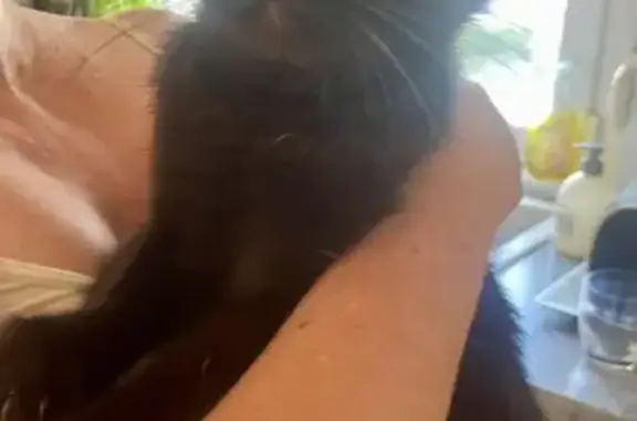 Chat noir maigre et câlin trouvé à Cambrai - photo
