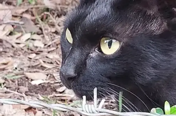 Animaux trouvés , photo: Chat noir câlin trouvé, cherche ses maîtres