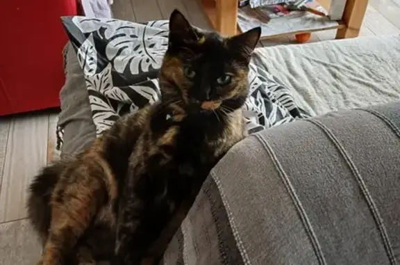 Chat perdu, Aurillac, photo: Chatte écaille disparue à Aurillac