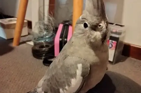 Lost Grey Cockatiel on Perrin St - Approach Gently