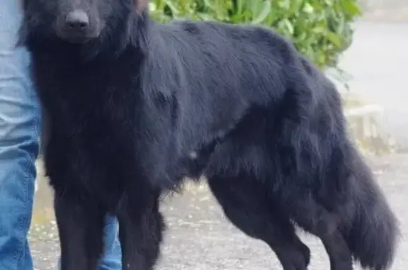 Chien perdu Cusset, photo : Chienne noire disparue à Cusset
