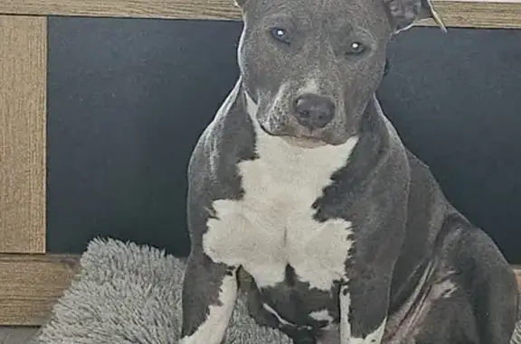 Chien perdu Bruay-sur-l'Escaut, photo : Chien apeuré disparu à Bruay-sur-l'Escaut