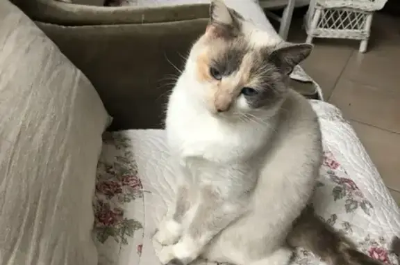 Chat perdu, , photo: Chatte tricolore tatouée perdue à Valdelaume