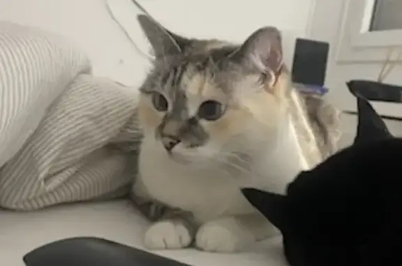 Chatte peureuse disparue à Domloup - photo