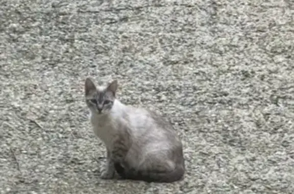 Chat gris et blanc maigre, craintif à Moirax - photo