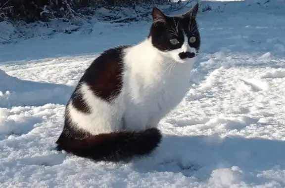 **Gata Perdida en Cocentaina: Blanca y Negra**