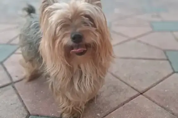 Lost Yorkie on 52nd St W, Lehigh Acres