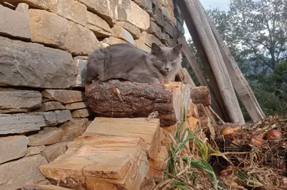 ¡Gata Gris Perdida en Cocentaina! Ayúdanos