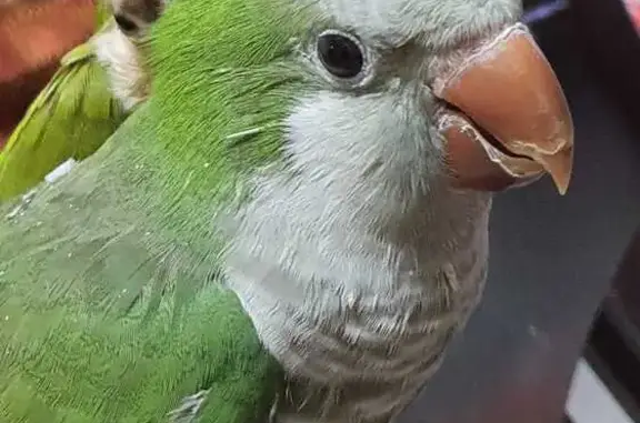 Lost Green Monk Quaker in Toa Payoh, SG