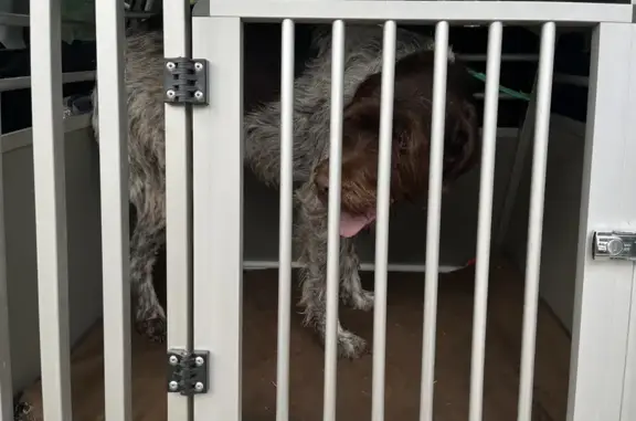 Chien type griffon trouvé à Épeugney - photo