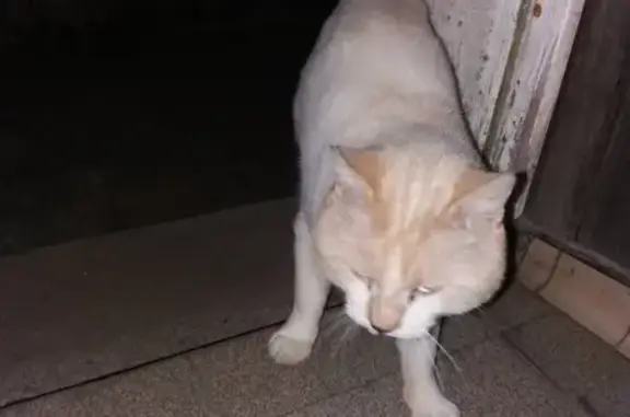 Animaux trouvés Pleyben, photo: Chat mâle crème trouvé, yeux bleus, Pleyben