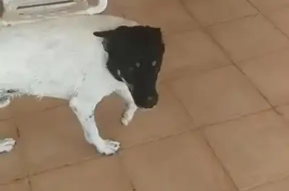 Perro Perdido en Elche: Blanco y Negro, 23kg