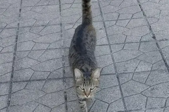 Chatte tigrée trouvée Rue de la Tuillière - photo