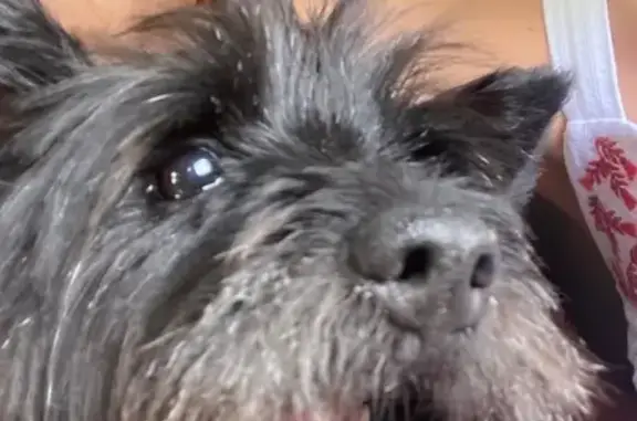 Animaux perdus , photo: Chien noir perdu près du club hippique de Vic