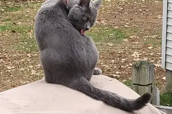 Lost Grey Cat in Goffstown - Flea Collar