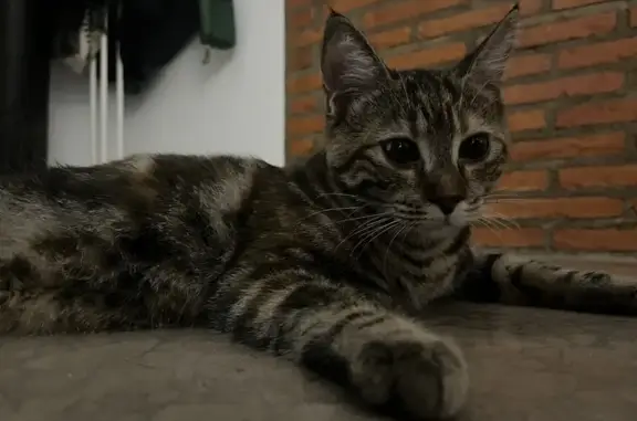 Gata Cariñosa Encontrada en Calle Libertad