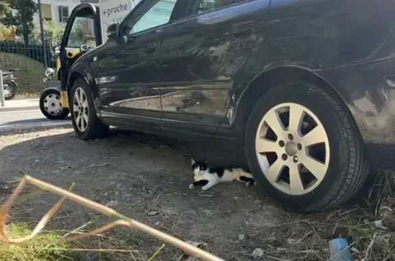 Petit chat noir et blanc trouvé à Nice - photo