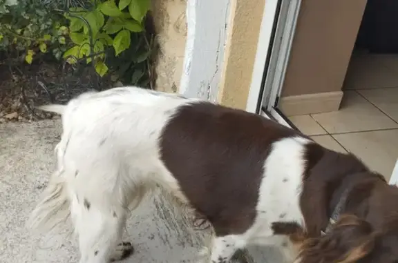 Chien trouvé , photo: Deux chiennes bretonnes trouvées à Privezac