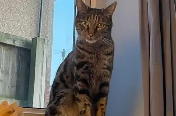 Lost Male Tabby Cat - Gwynant Crescent