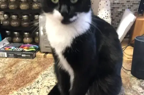 Missing Cat Oreo: Black & White, 6 Toes, Toms River