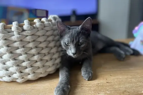 Chat perdu, perte de poil, Route de Saint-Privat - photo