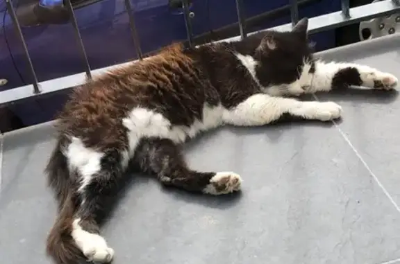 Animaux trouvés Plaisir, photo: Chat noir et blanc trouvé à Plaisir