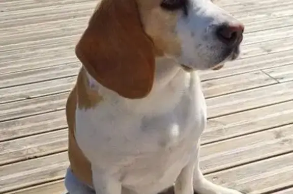 Beagle Lemon disparue à Meyreuil (PACA) - photo