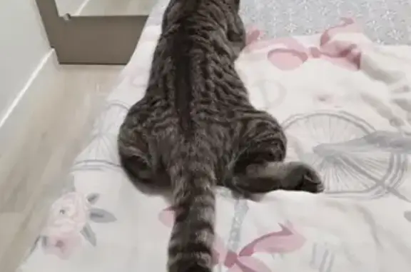 Chat gris tigré disparu à Haute Jarrie - photo