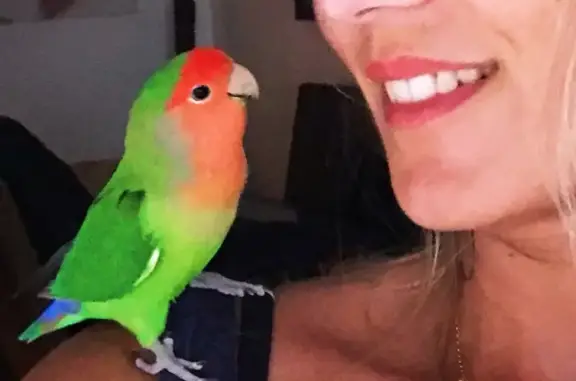 ¡Perdido! Agaporni verde Lolo en Castelldefels